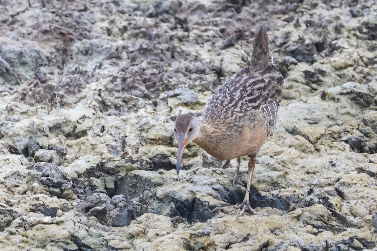 Clapper Rail - ML615627287