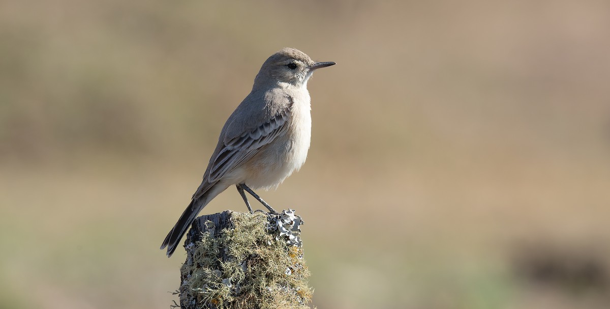 Lesser Shrike-Tyrant - ML615627288