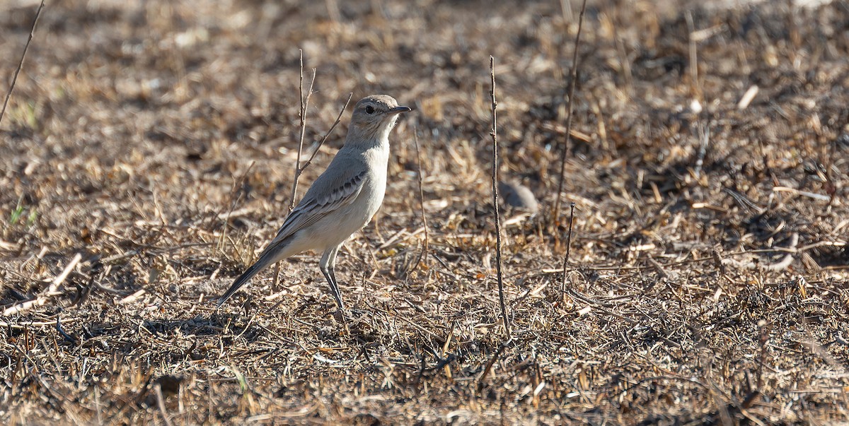 Lesser Shrike-Tyrant - ML615627289