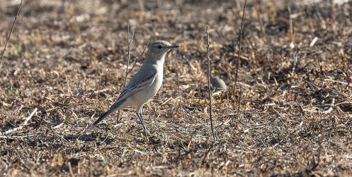 Lesser Shrike-Tyrant - ML615627290