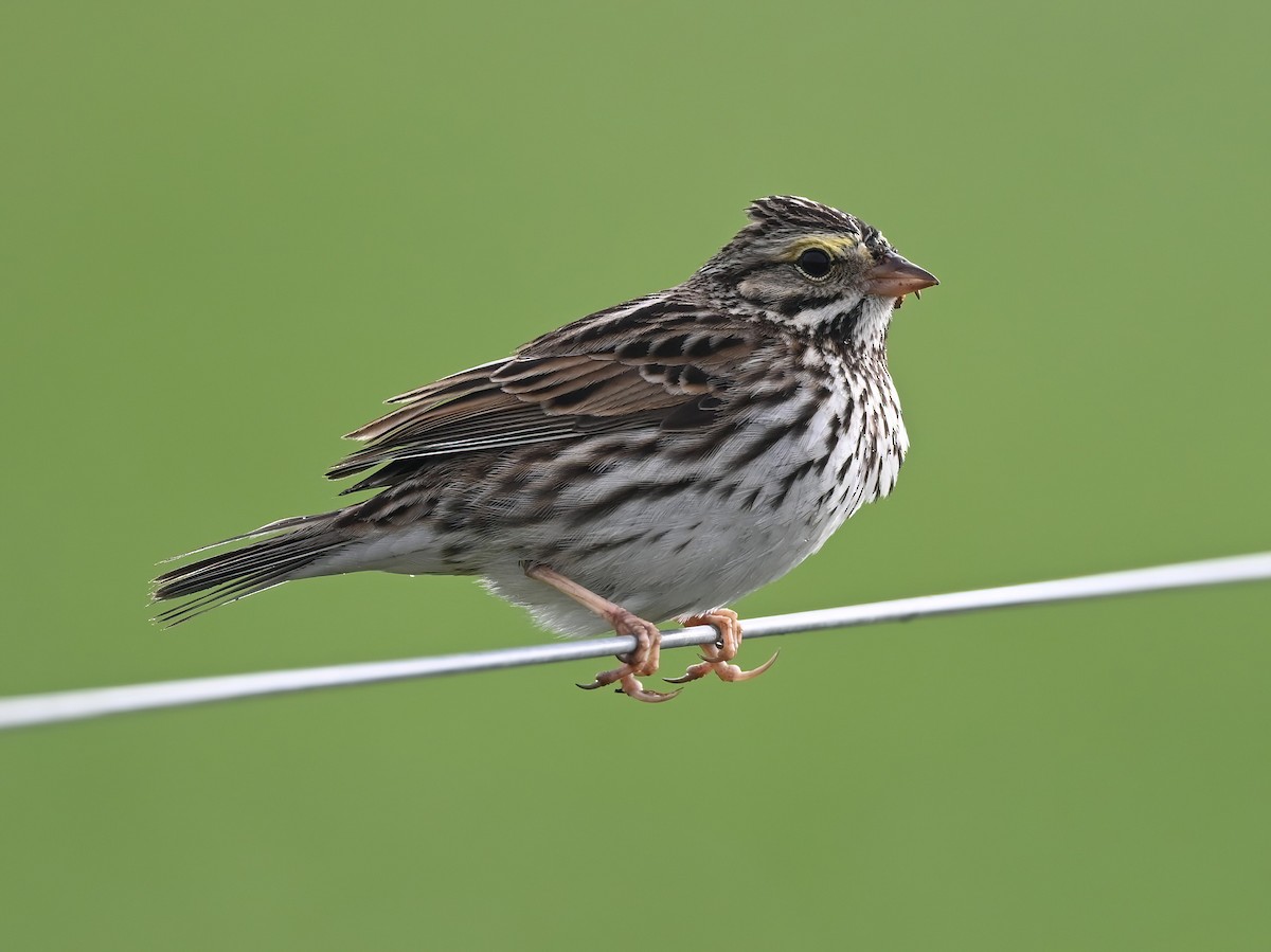 Savannah Sparrow - ML615627295