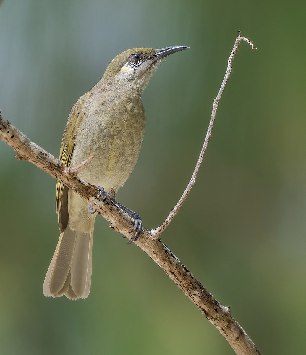 Olive Honeyeater - Wilbur Goh