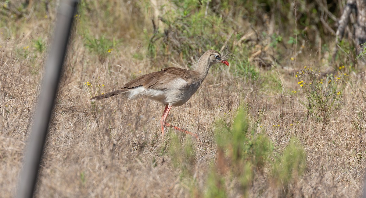 Cariama huppé - ML615627321