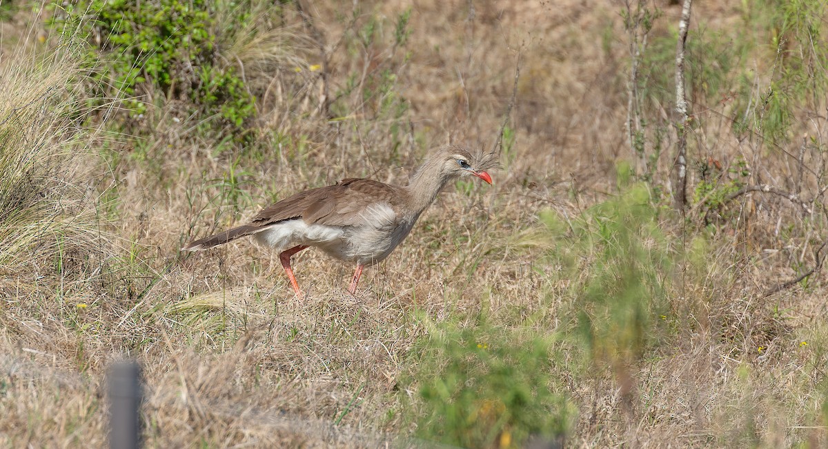 Cariama huppé - ML615627323