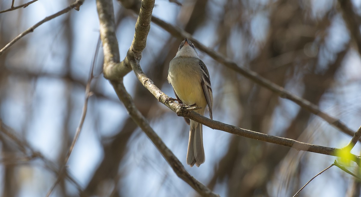 White-throated Tyrannulet - ML615627332