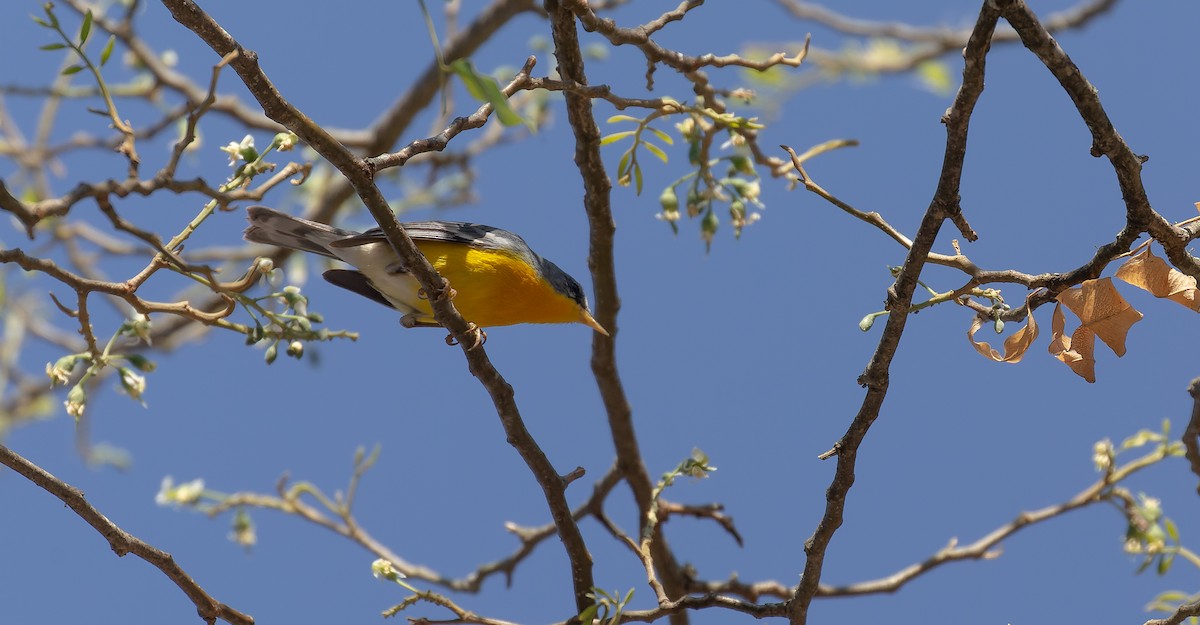 Tropical Parula - ML615627340