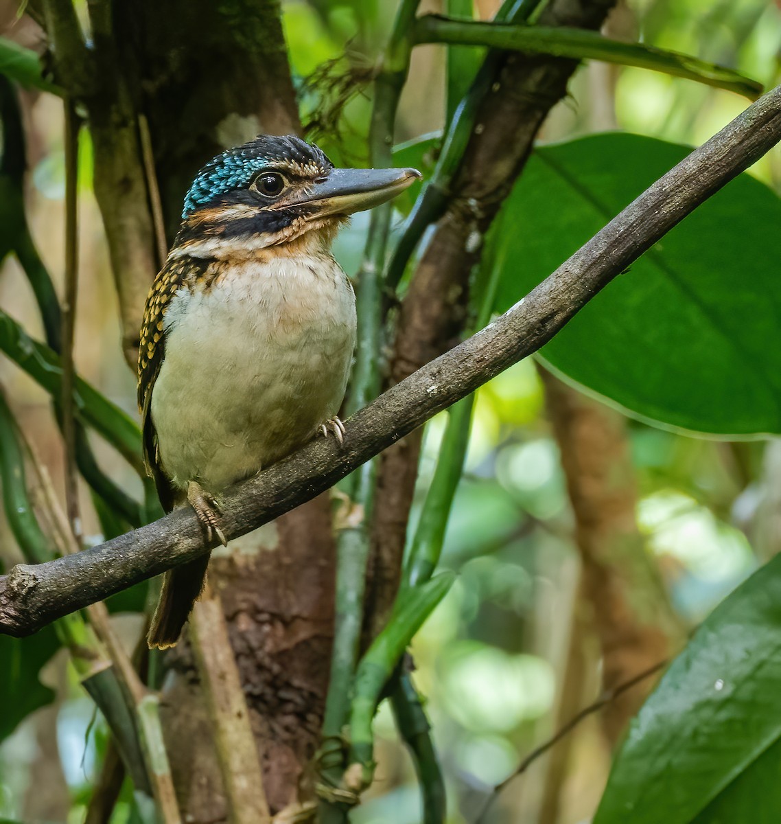 Hook-billed Kingfisher - ML615627356