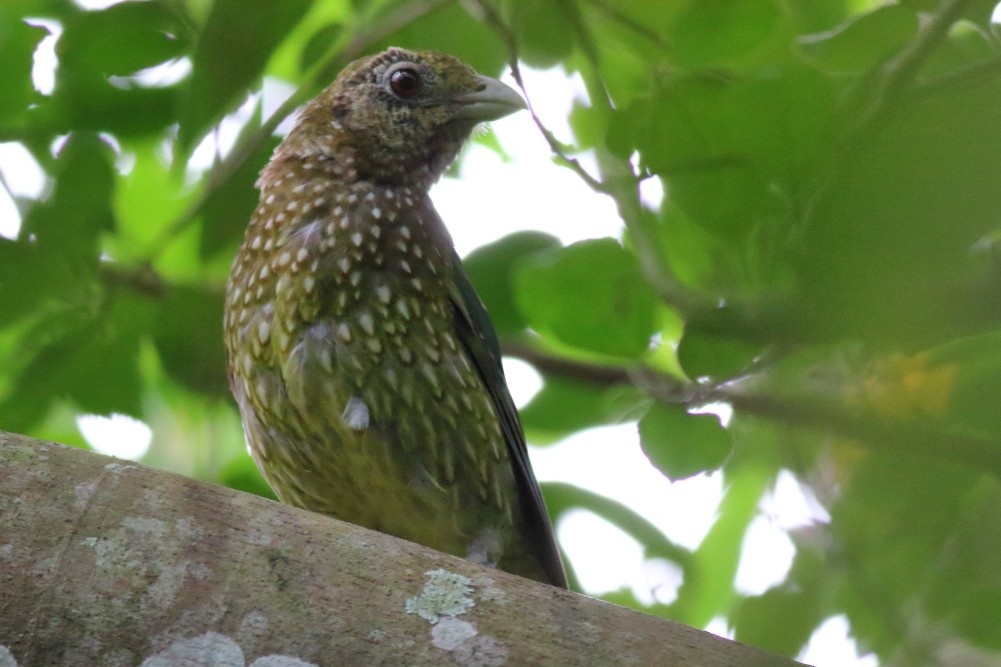 Green Catbird - Paul Lynch