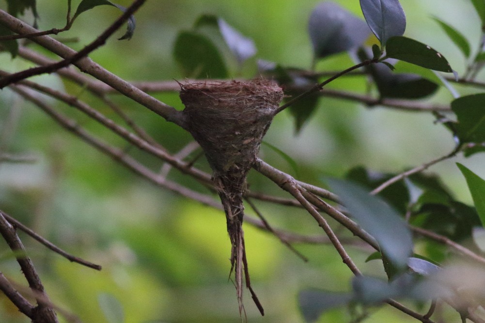 Australian Rufous Fantail - ML615627369