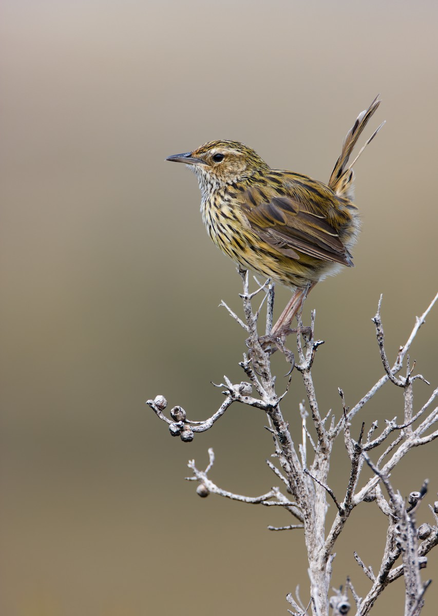 Striated Fieldwren - ML615627371