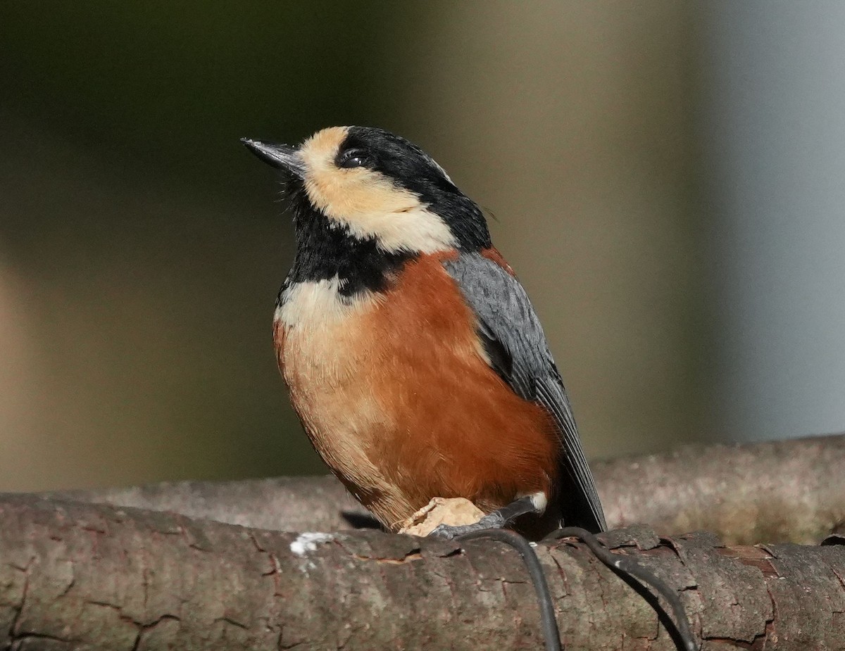 Varied Tit - ML615627377