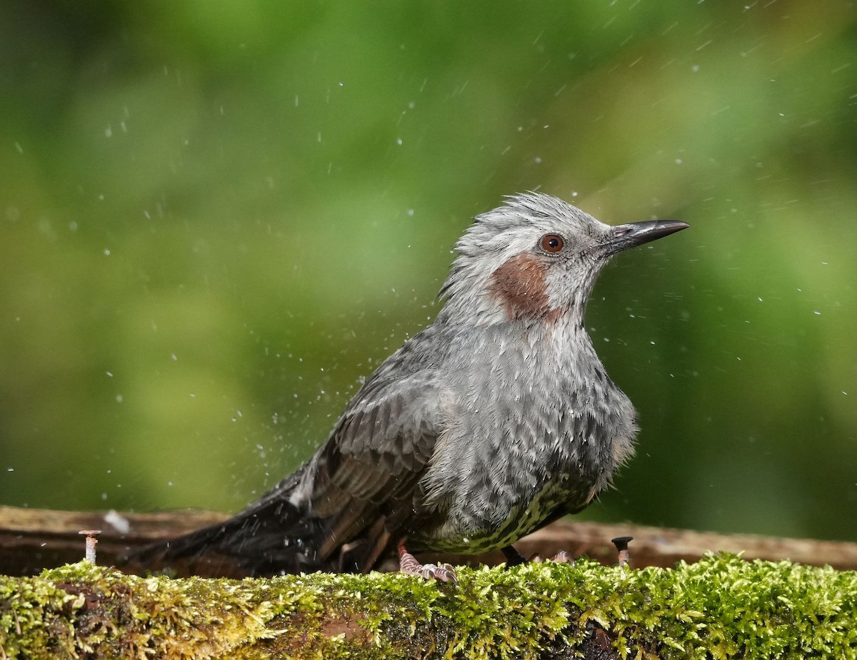 Brown-eared Bulbul - ML615627387