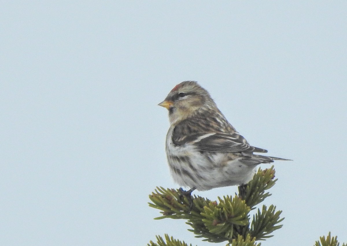 Common Redpoll - Miloslav Mišík