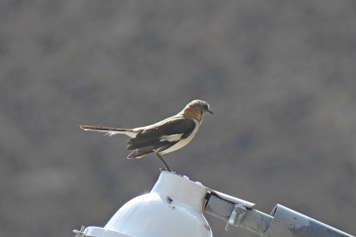 Brown-backed Mockingbird - Chi-Lien (綺蓮) Hsueh (薛)