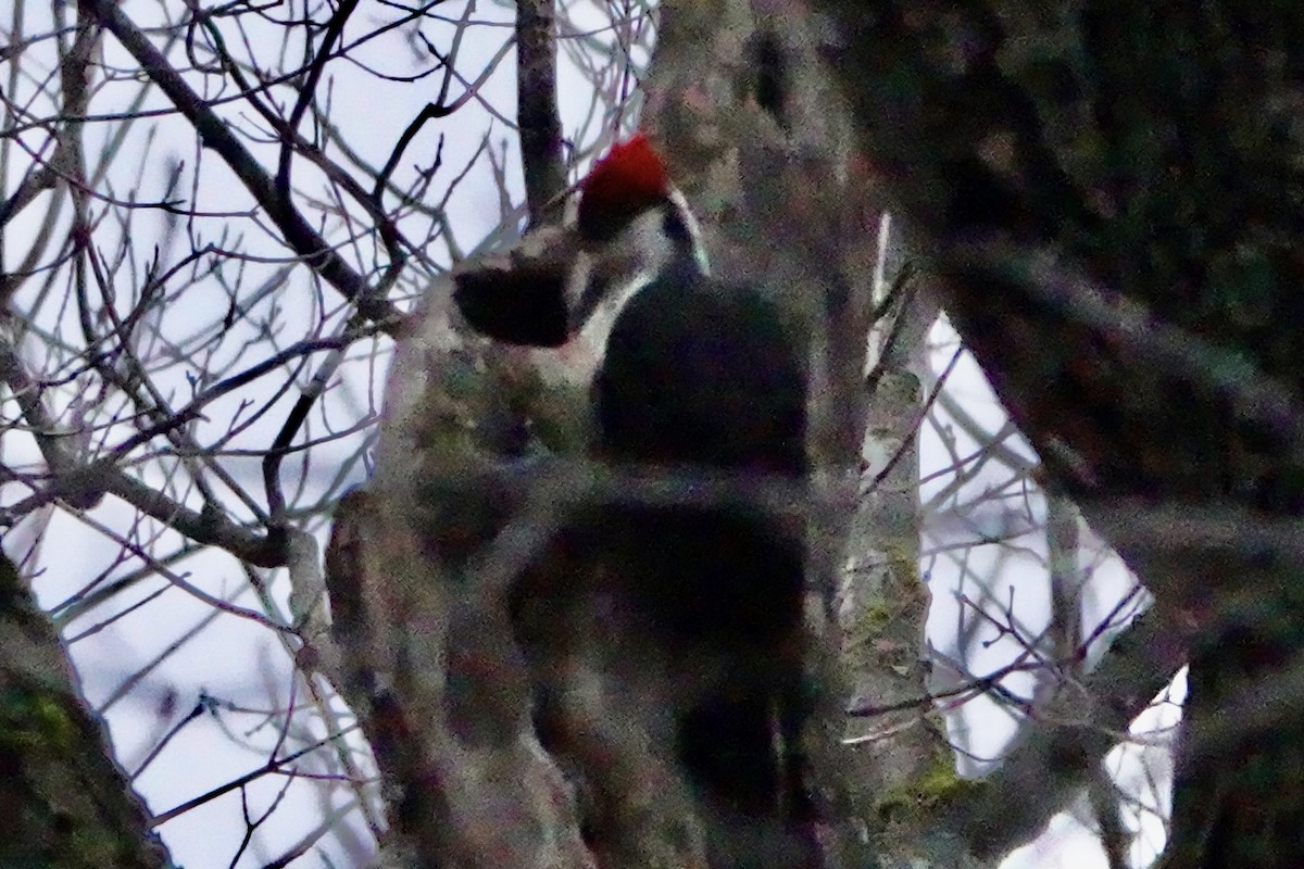 Pileated Woodpecker - ML615627462