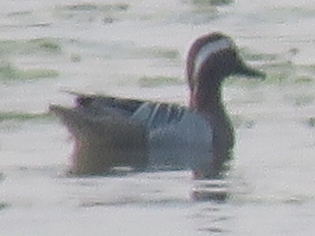 Garganey - ML615627568