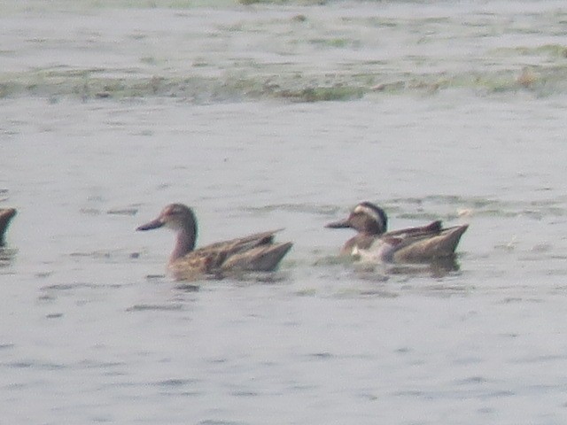 Garganey - ML615627569