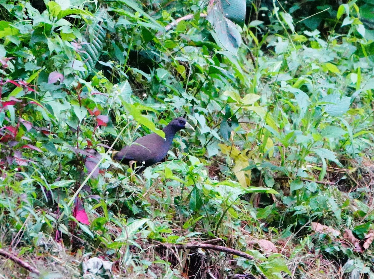 Plain Bush-hen - Liao Tzu-Chiang