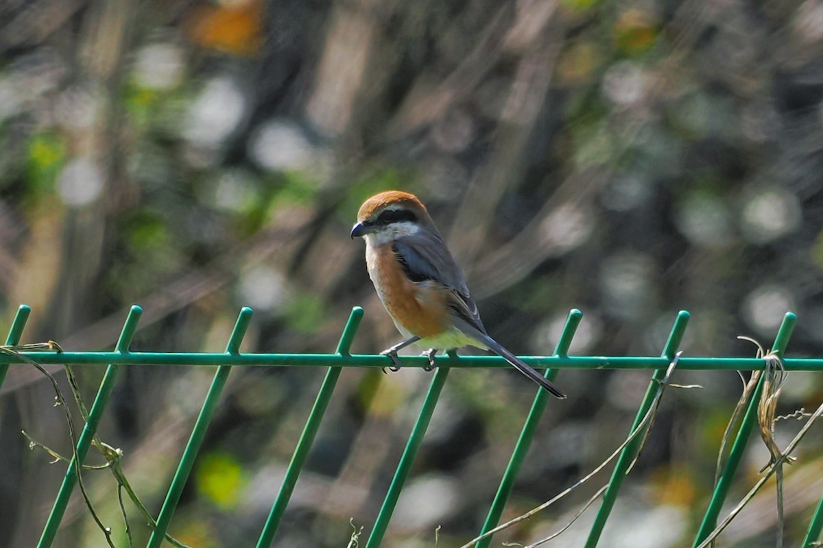 Bull-headed Shrike - Leijun Zhuang