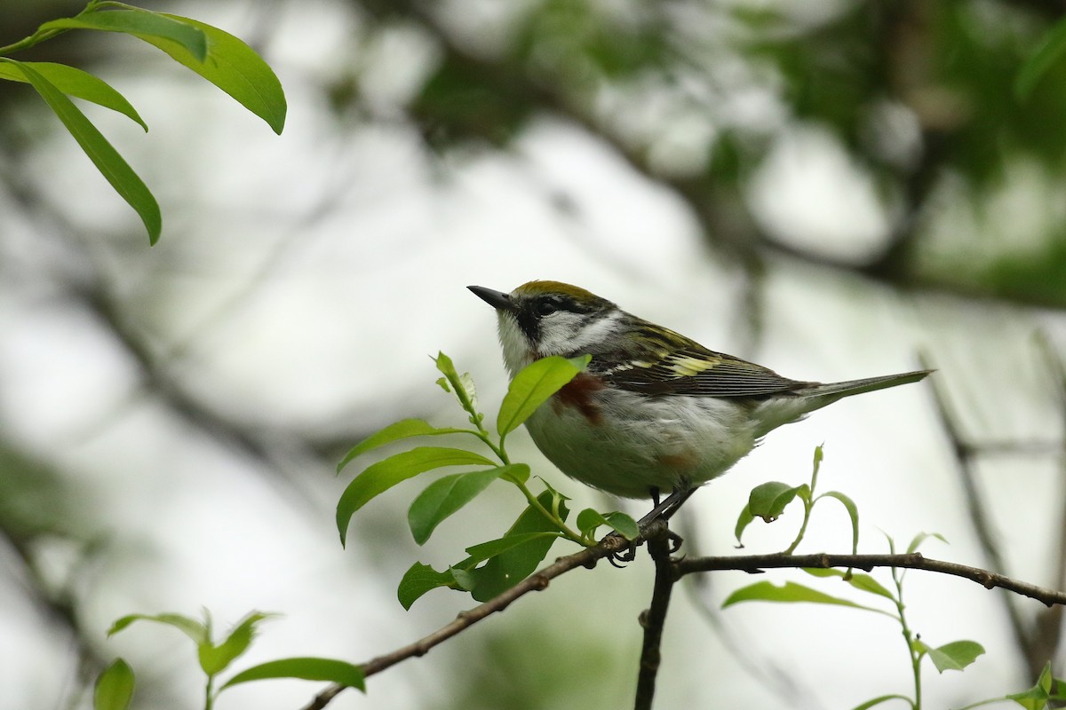 Chestnut-sided Warbler - Johannes Jansen