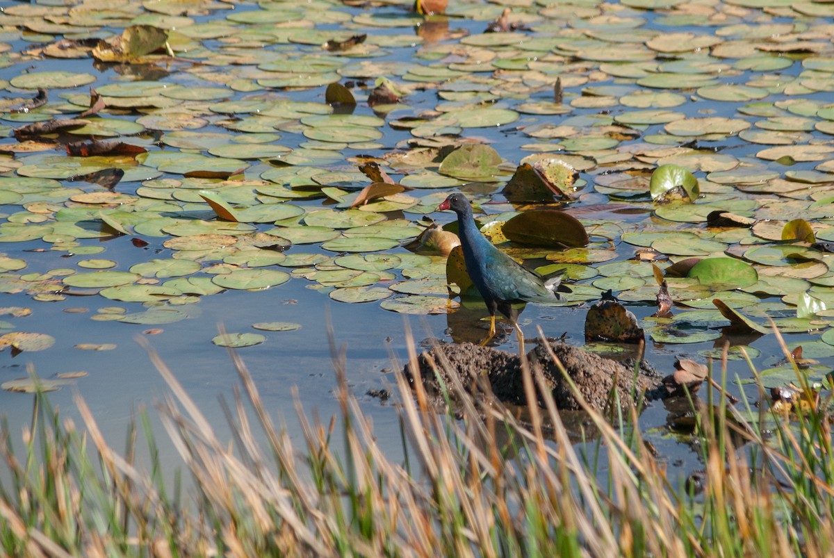 Purple Gallinule - Pedro Zamora