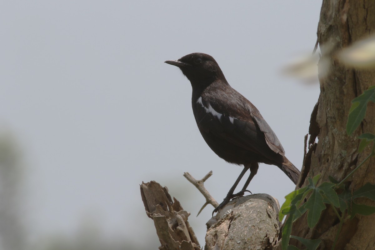 Zorzal Hormiguero Negro - ML615627701