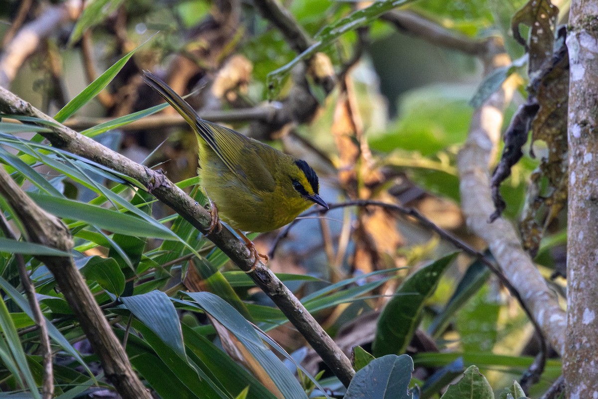 Black-crested Warbler - ML615627706