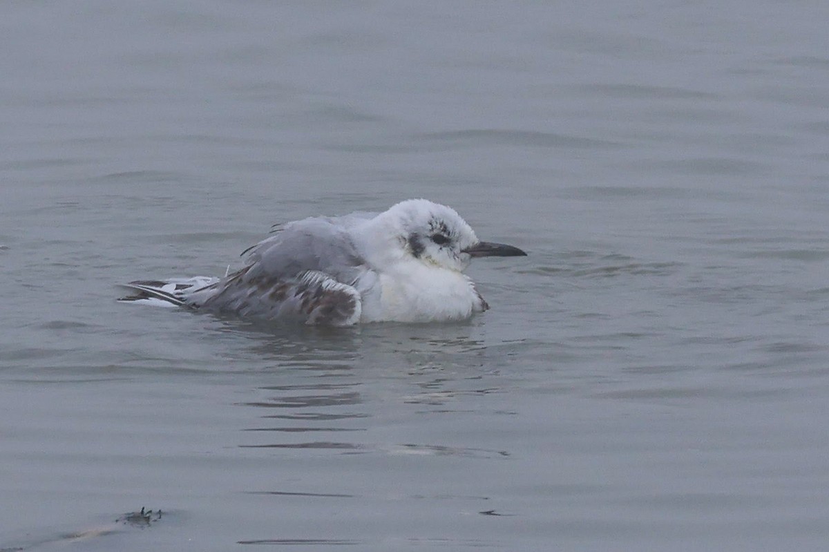 Mouette de Bonaparte - ML615627718