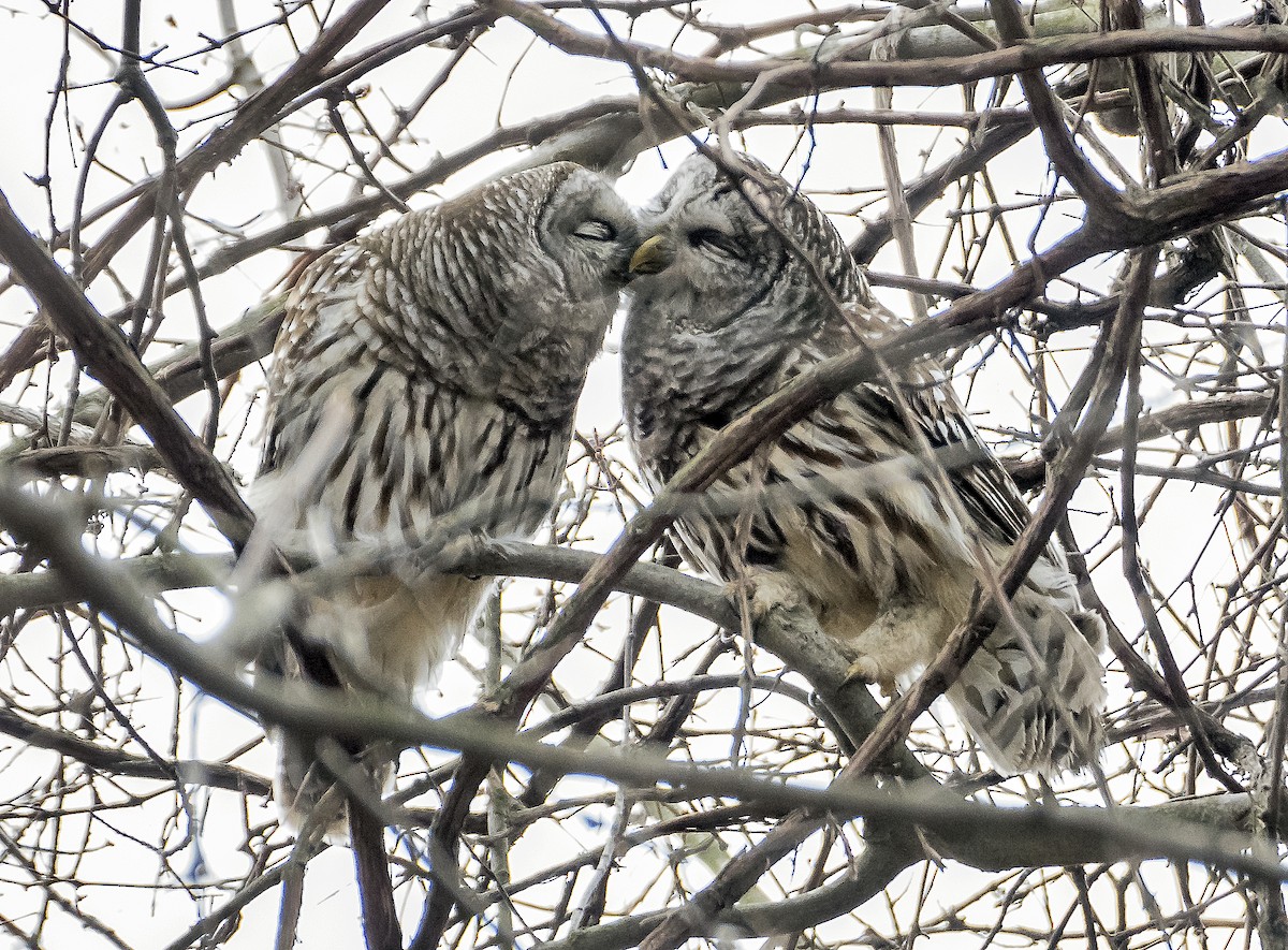 Barred Owl - Kenneth Czworka