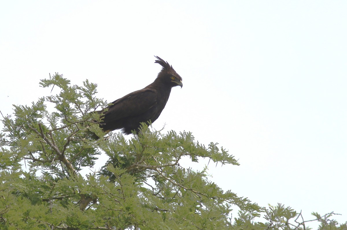 Águila Crestilarga - ML615627770