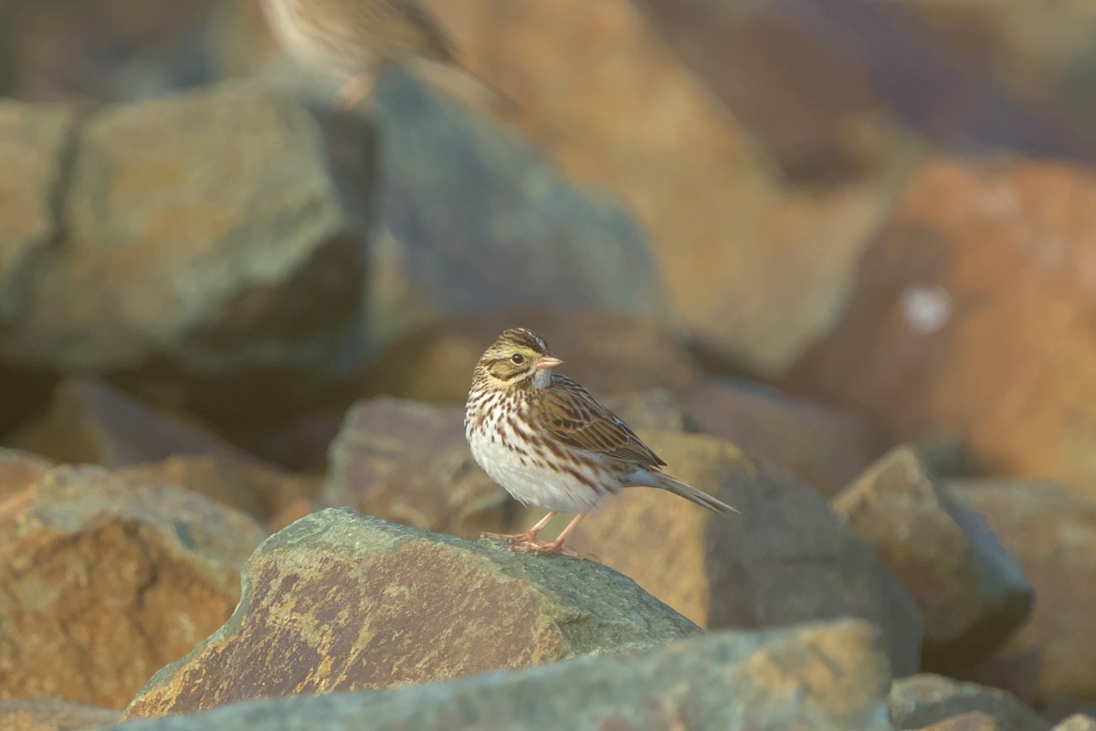 Savannah Sparrow - ML615627801