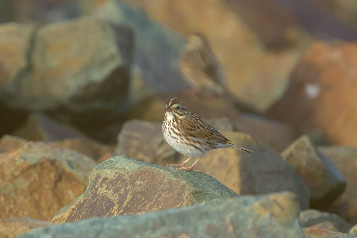 Savannah Sparrow - ML615627802