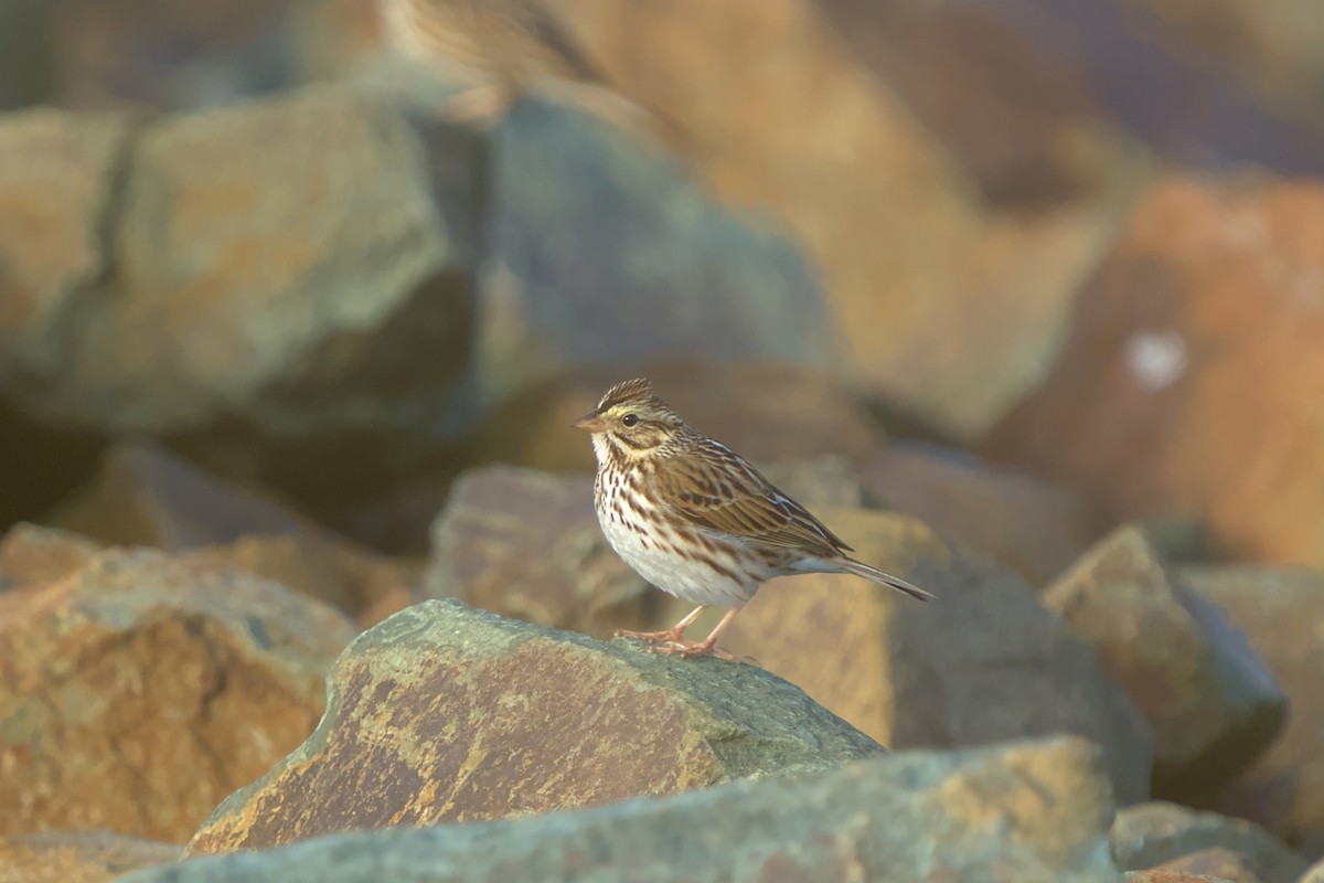 Savannah Sparrow - ML615627803