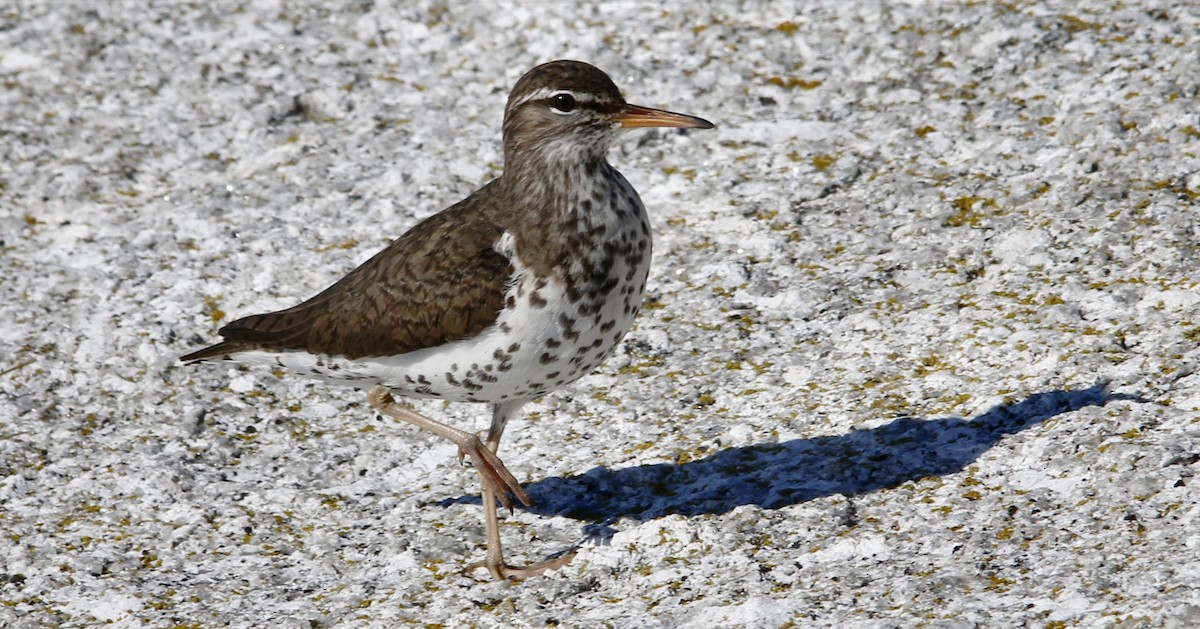 Spotted Sandpiper - Keith Lowe