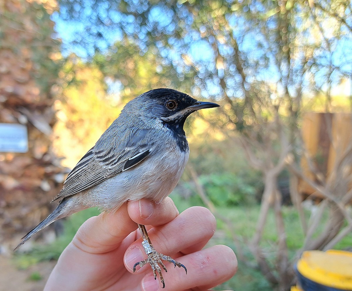 Rüppell's Warbler - משה נאמן