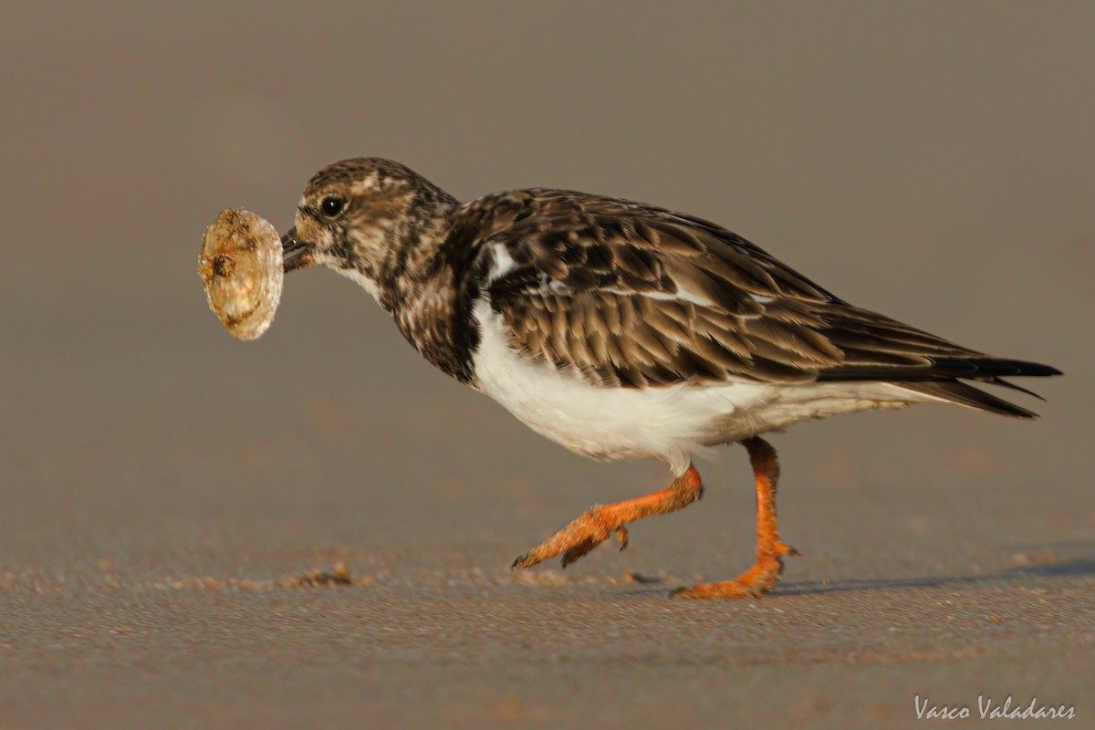 Ruddy Turnstone - ML615627918