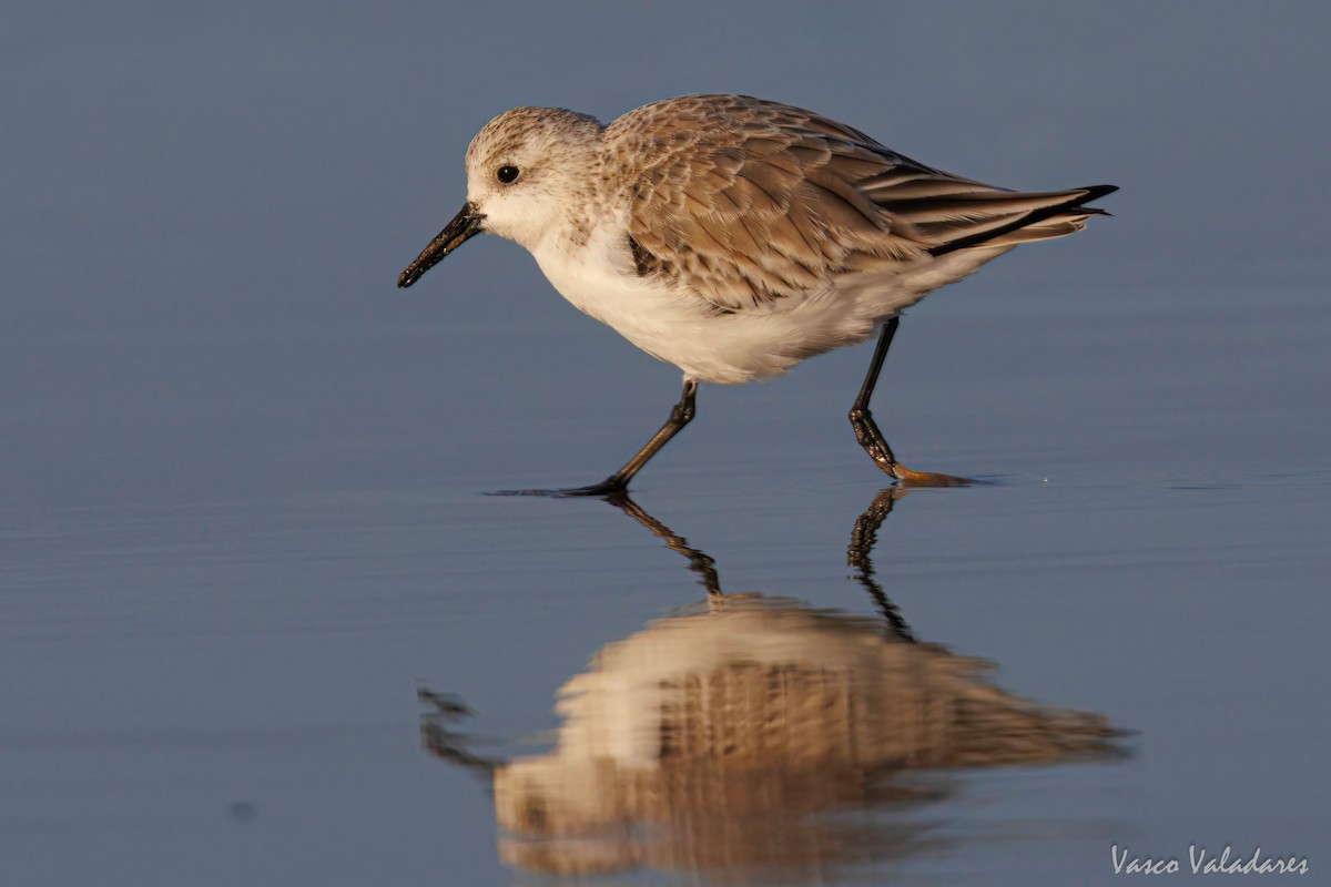 Sanderling - ML615627935