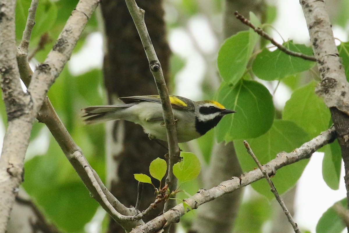 Goldflügel-Waldsänger - ML615627953