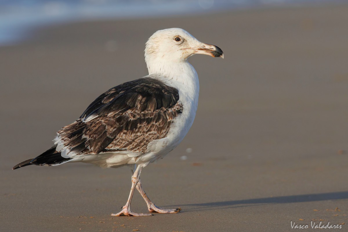 Great Black-backed Gull - ML615627955