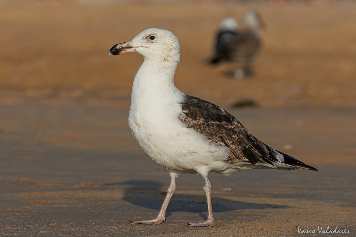 Great Black-backed Gull - ML615627958