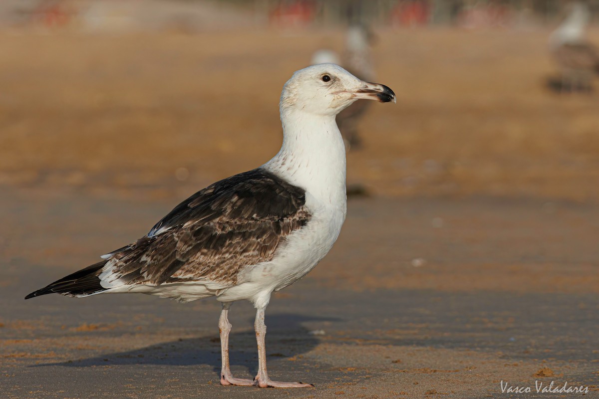 Great Black-backed Gull - Vasco Valadares