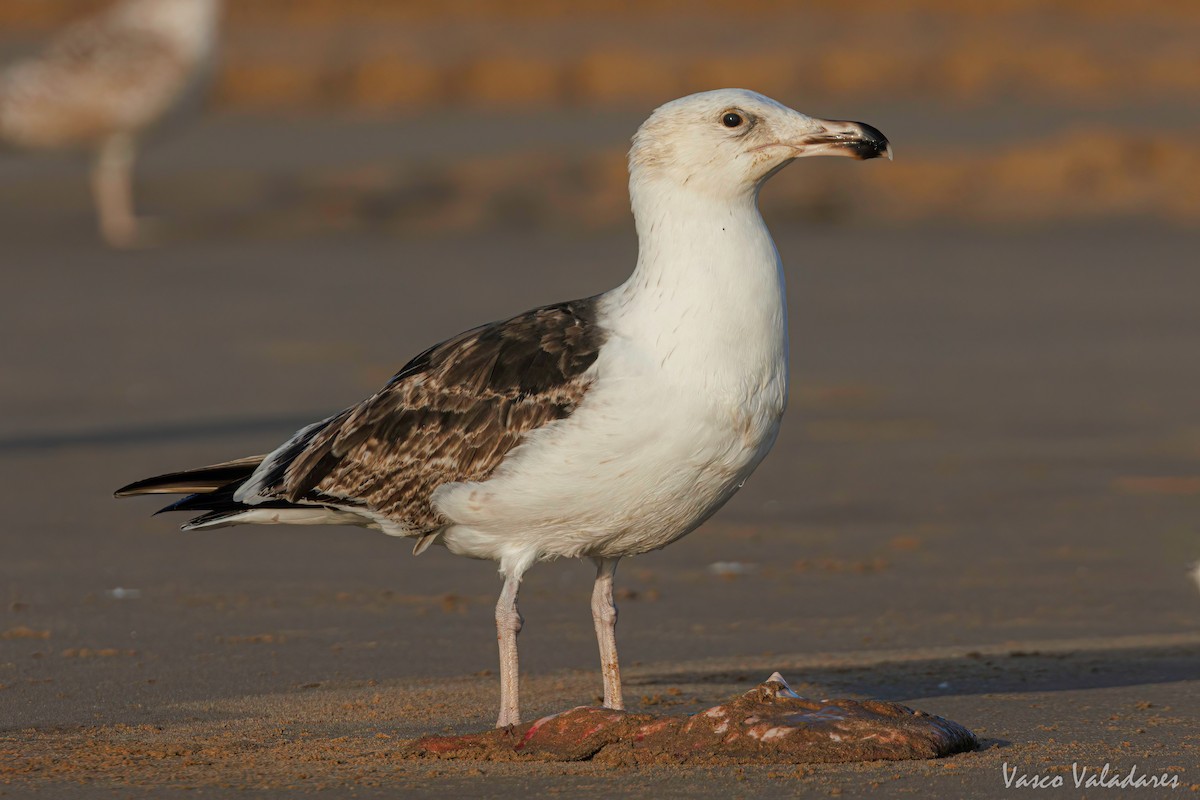 Great Black-backed Gull - ML615627960