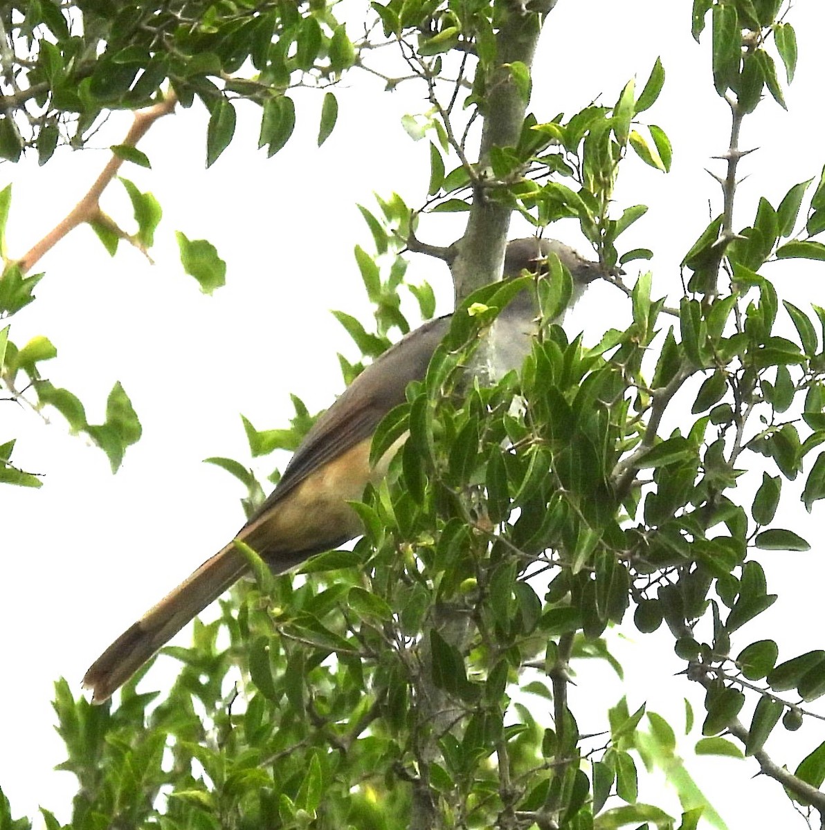 Ash-colored Cuckoo - Gustavo Ribeiro