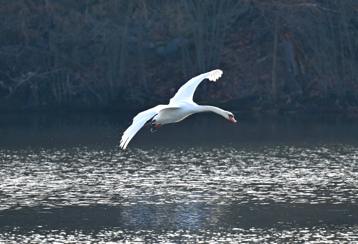 Mute Swan - ML615627998