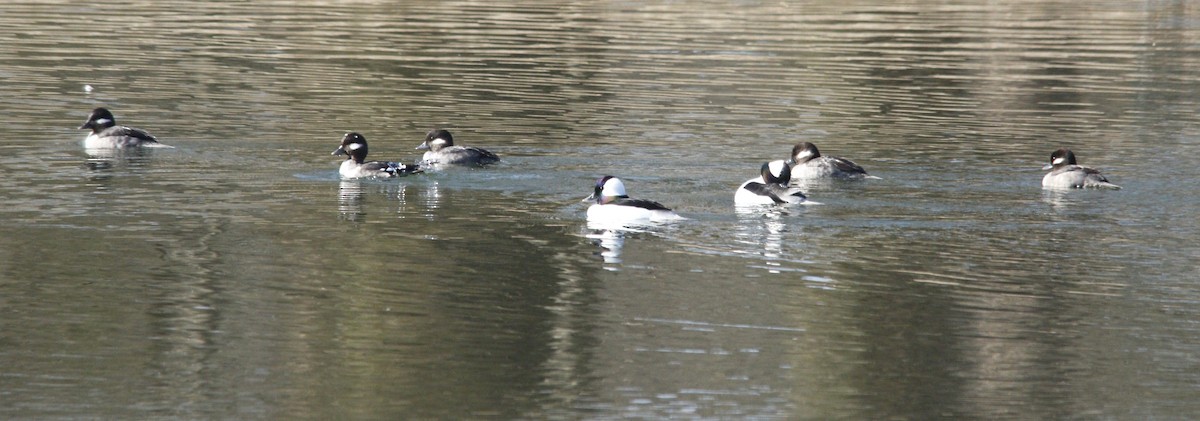 Bufflehead - ML615628007