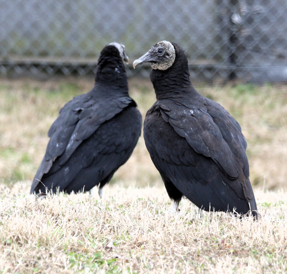 Black Vulture - Becky Lutz