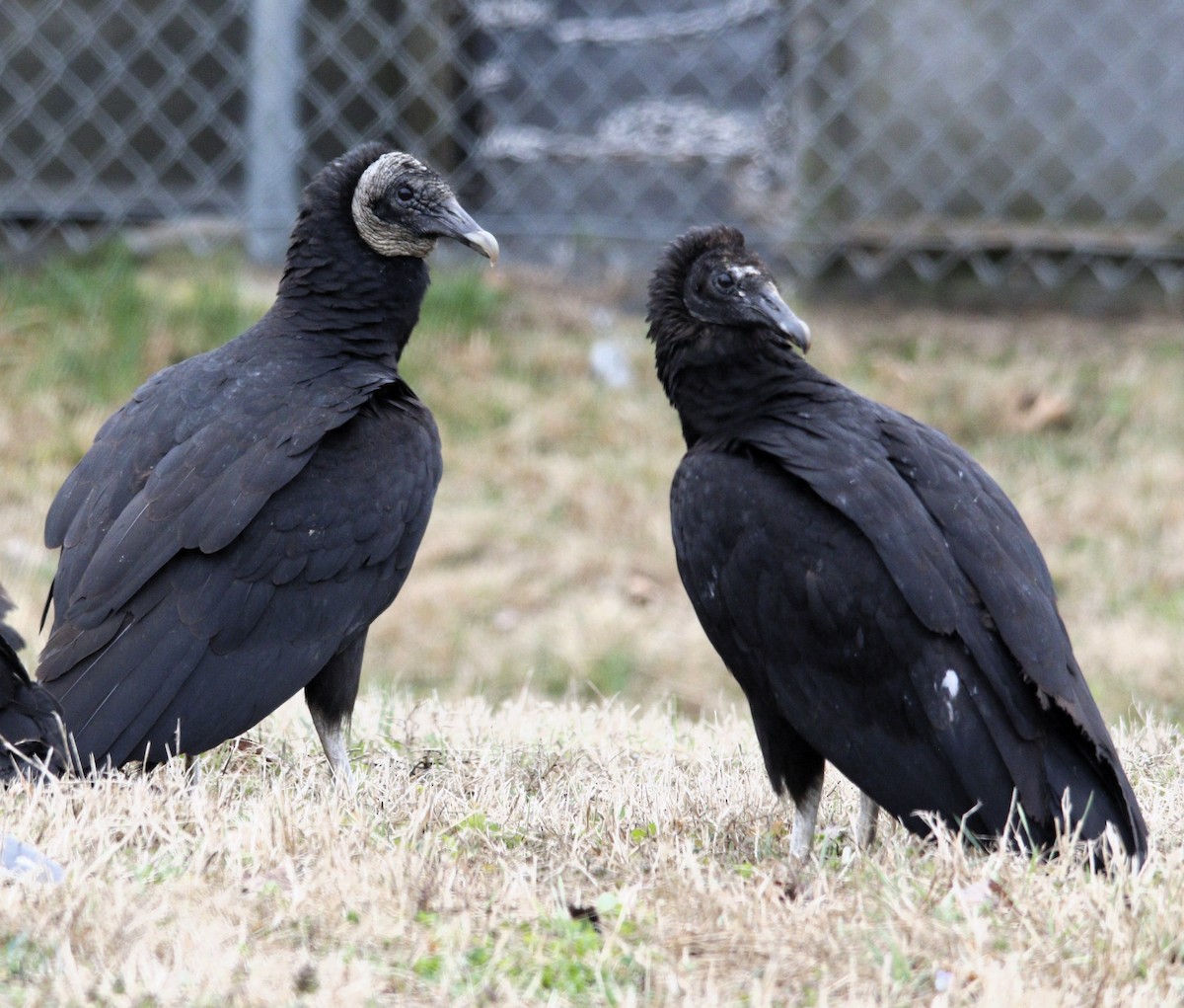 Black Vulture - ML615628022