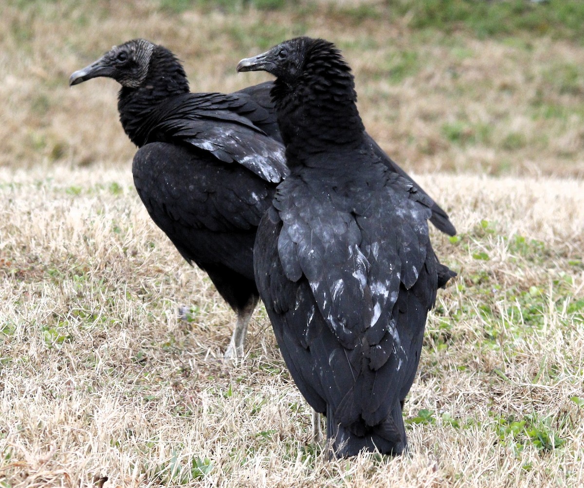 Black Vulture - ML615628024