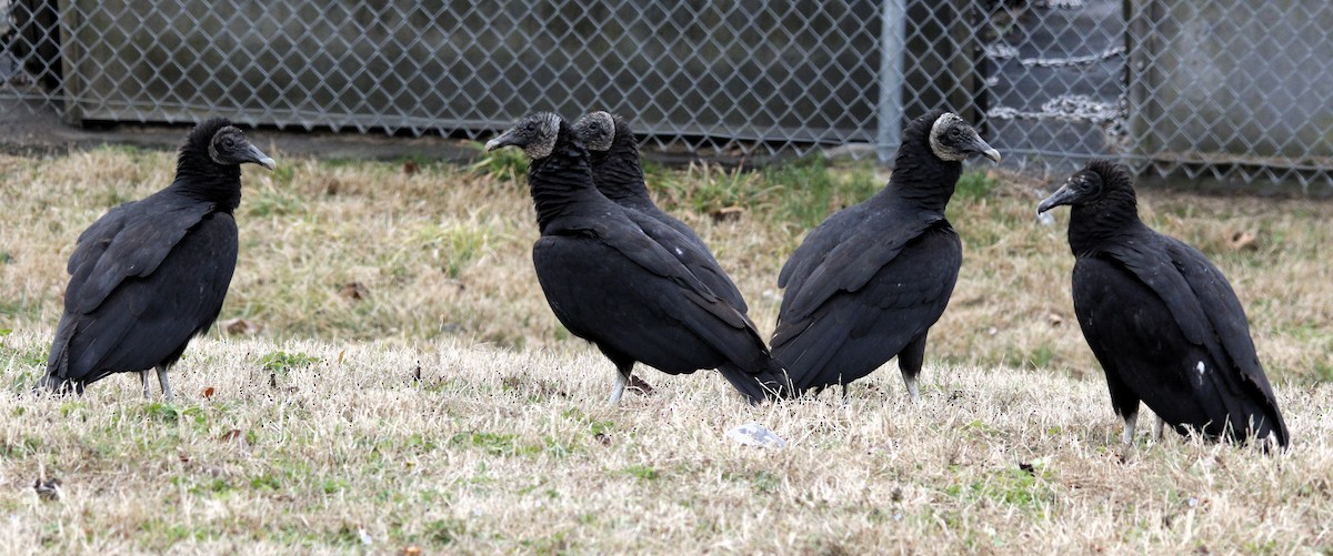 Black Vulture - ML615628025