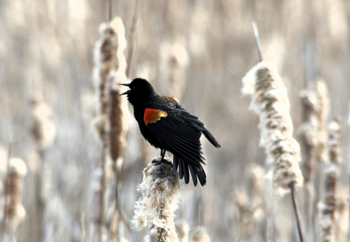 Red-winged Blackbird - ML615628043